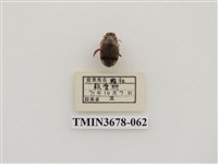 藏品(龍蝨、牙蟲)的圖片